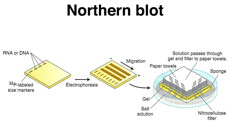 Northern Blot | MMG 233 2014 Genetics & Genomics Wiki | Fandom