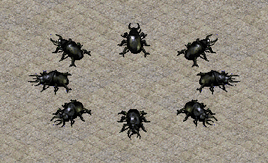 Beetle