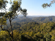 Laos Gibbon Experience