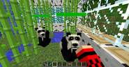 Tamed pandas