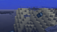 Sharks underwater