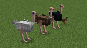 Ostrich types