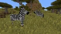 Zebras in a savannah biome.