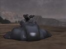 An unknown model, of the Wraith Tank on an unknown Halo Server, possibly Combat Evolved...