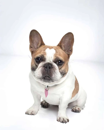 pre loved french bulldogs