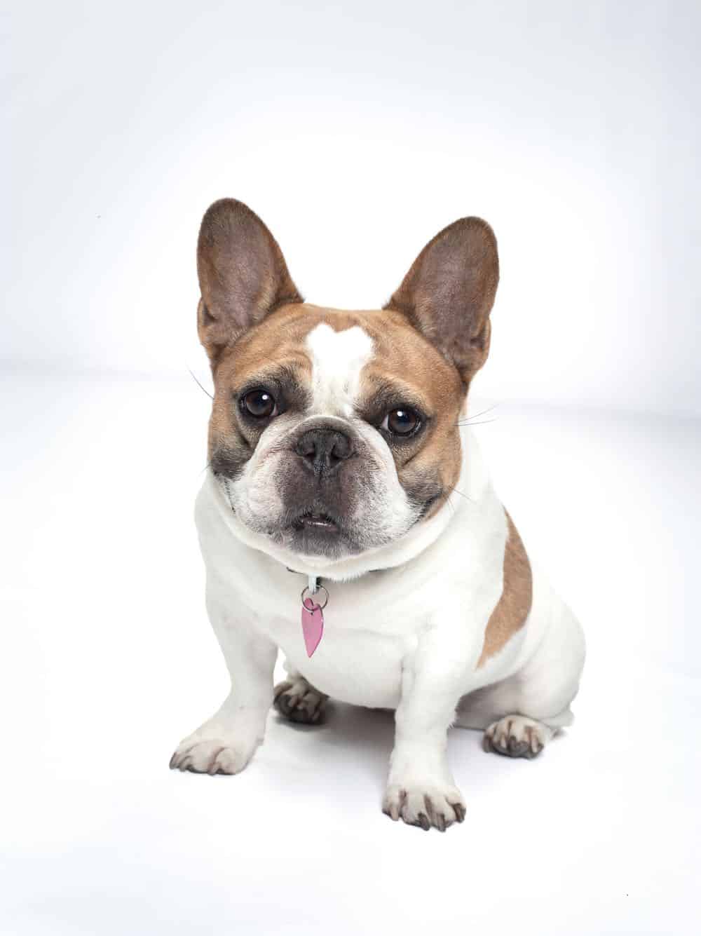 is stella a french bulldog?