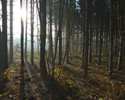 Sun through pine trees