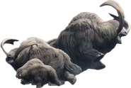 Popo