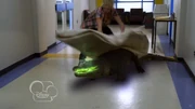 Zmutowany aligator