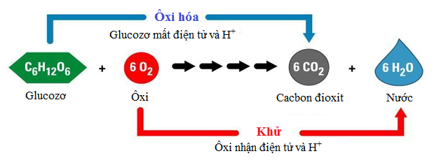 Phương Trình Tổng Quát Của Quá Trình Hô Hấp