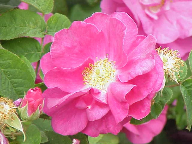 Red Rose of Lancaster | Monarchies Wiki | Fandom