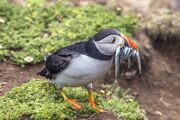 Puffin (Fratercula arctica) with lesser sand eels (Ammodytes tobianus)