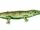 Archegosaurus
