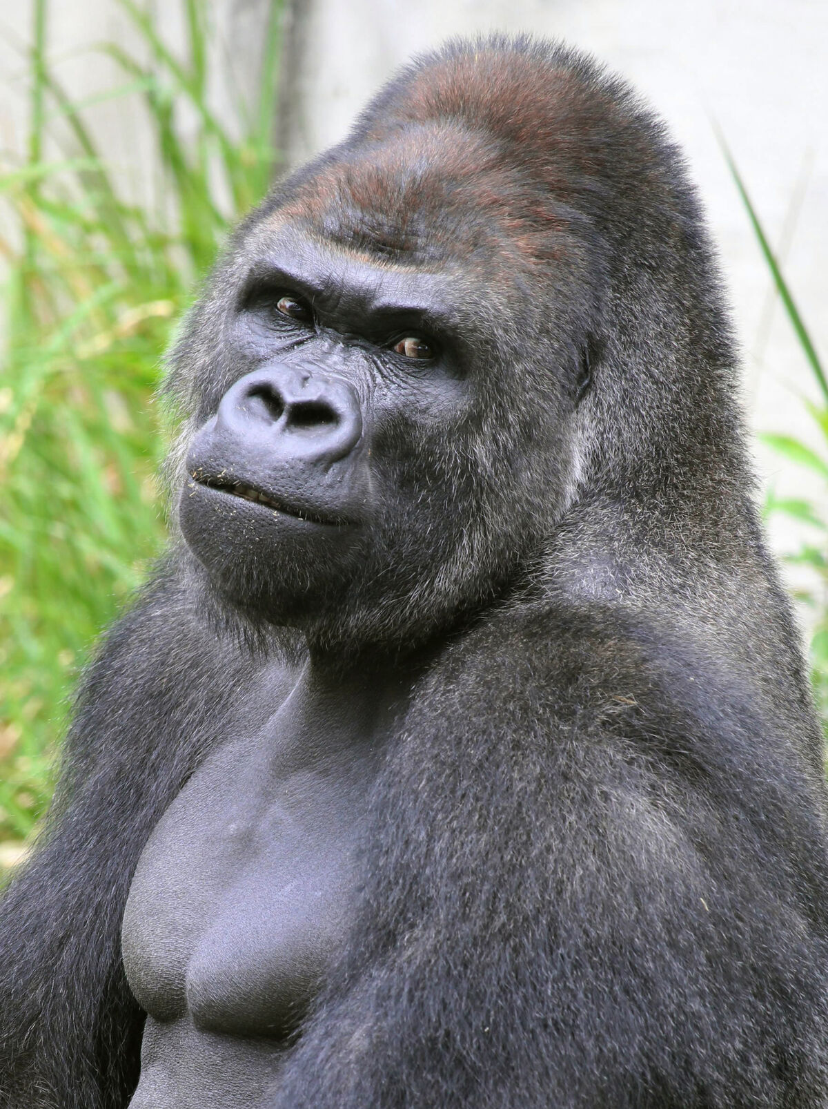 Pillow of Lowland gorilla adult male silverback in zoo, USA