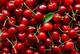 Famous 'Briške češnje' (cherries from Goriška Brda)