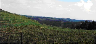 Vineyards on hillsides of Haloze