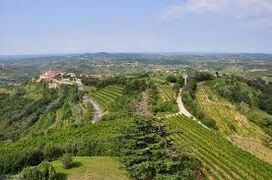 Vineyards on hills of Goriška Brda