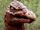 Turkie