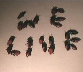 Mutant Cockroaches - Bug (1975)