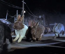 Giant Rabbits | Monster and Slashers Wiki | Fandom