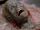 Half Lady Corpse Zombie