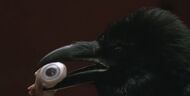 A raven eating his eye.