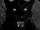 Charlie's Black Leopard