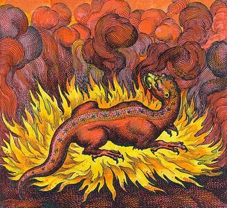 Salamander