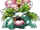 Venusaur