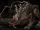 Graverobber