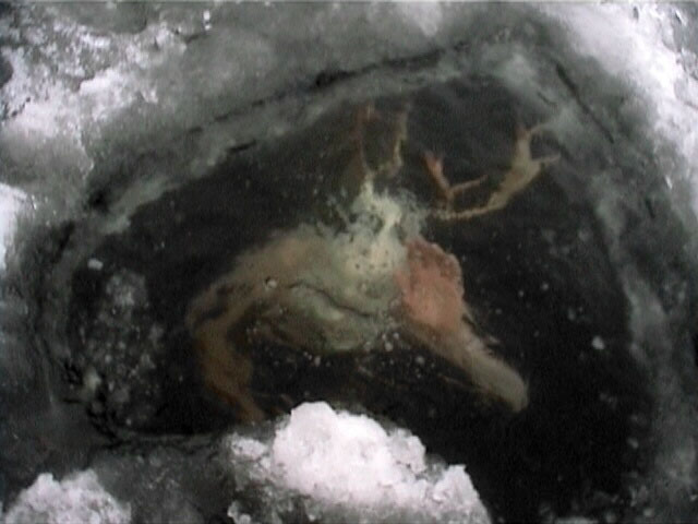 Scp 924 Monster Wiki Fandom