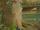 Talking Tree