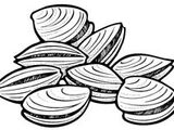 Ash Clam