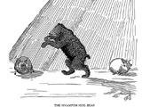 Hyampom Hog Bear