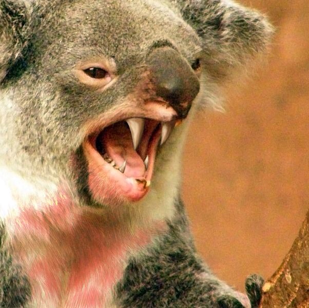 Australia's Deadliest Creature - DROP BEARS! 