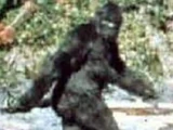Sasquatch