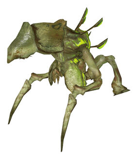 Antlion guardian