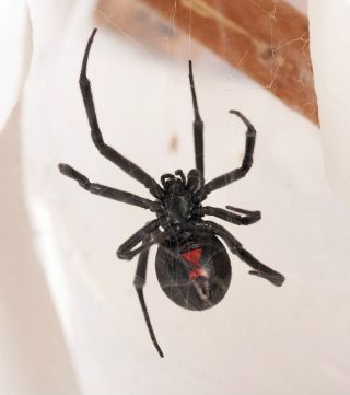 Get Rid of Black Widow Spiders with Bug-A-Way – Bug-A-Way