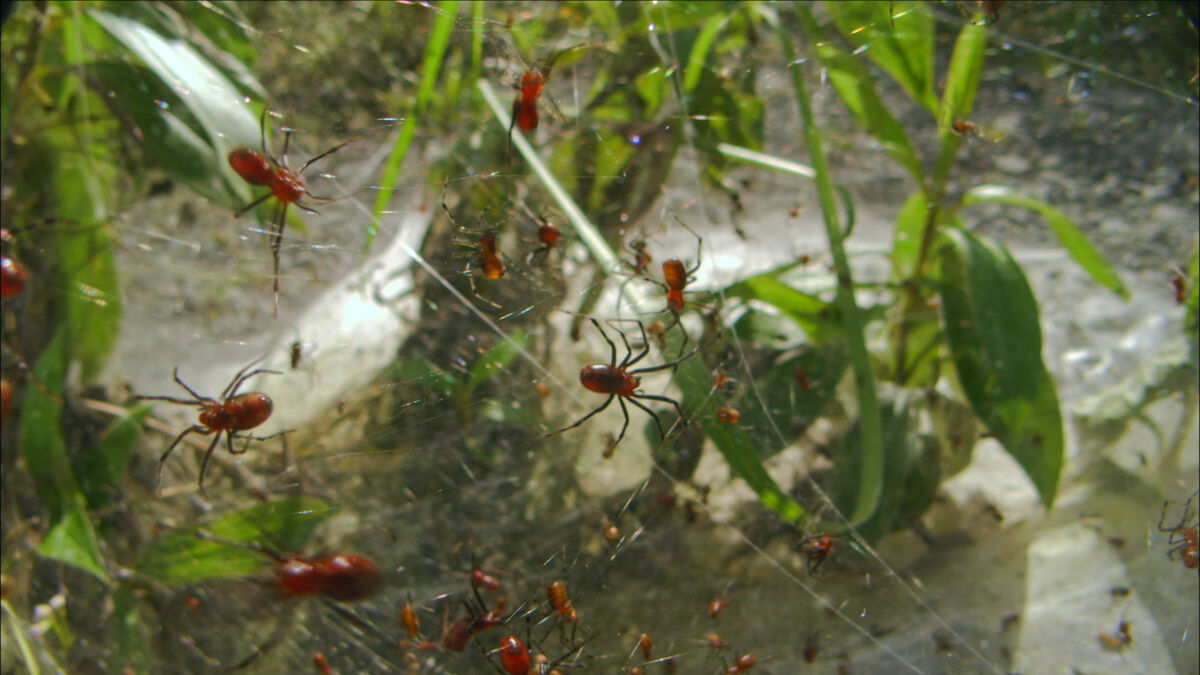 American Social Spider | Monster Bug Wars Wikia | Fandom