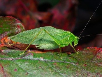 False katydid | Monster Bug Wars Wikia | Fandom