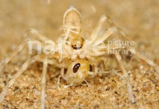 Very Fast and Creepy Six-eyed Sand Spider Sicarius Sp Stock Photo - Image of fea