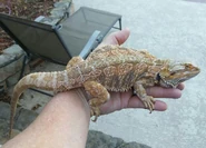 00N0N eUrREx0iqXf 1200x900~01