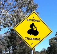 Echidna Crossing
