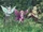 Fairies