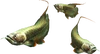 3rdGen-Fish Render 004