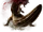 Wilder Dämonjho