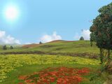 Flower Field