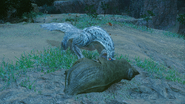 A Tobi-Kadachi eating a Slagtoth corpse