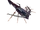 MHW-Light Bowgun Render 019.png