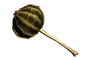 Cactus Creamer (MHGU) | Monster Hunter Wiki | Fandom